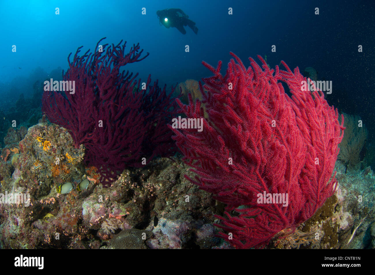 Un subacqueo guarda su una coloratissima barriera corallina vicino Marovo Lagoon,, Isole Salomone. Foto Stock