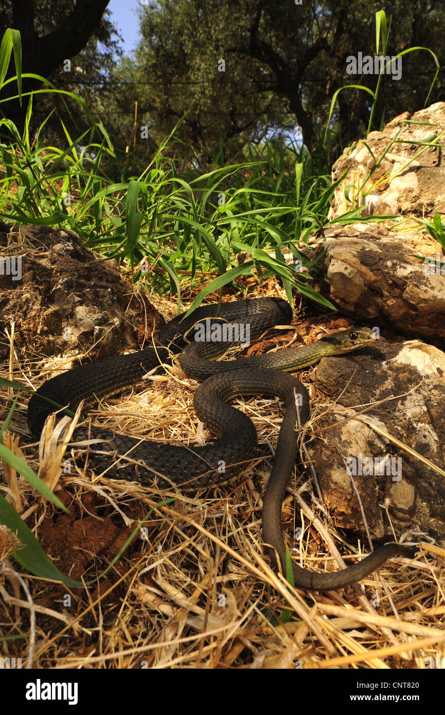 Montpellier Est Snake (insignitus Malpolon, Malpolon monspessulanus insignitus) giacente su un arock in un oliveto, Grecia, Peloponnes, Messinien Foto Stock