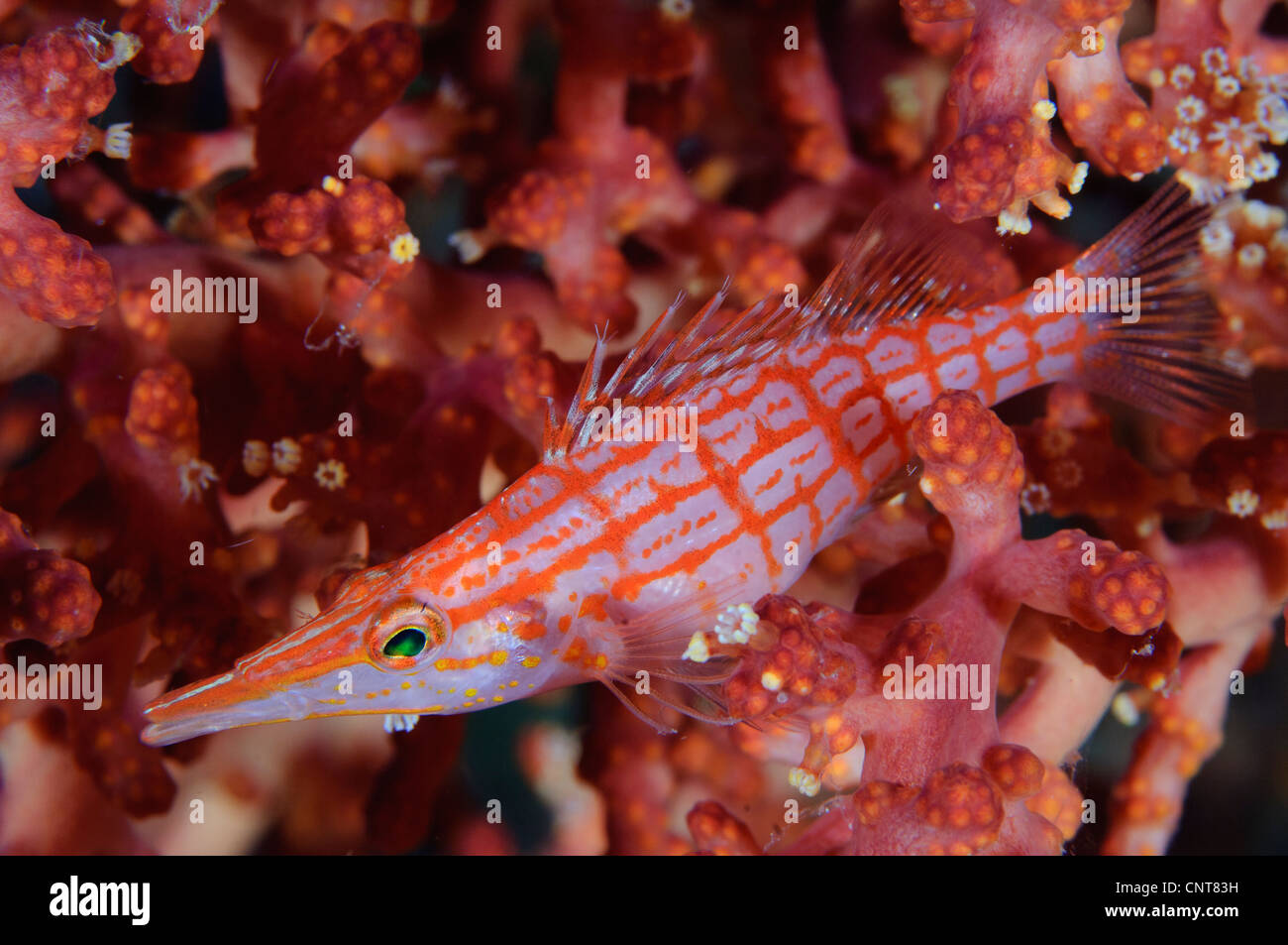 Longnose hawkfish (Oxycirrhites typus) tra soft coral ad una profondità di 10 metri, Isole Salomone. Foto Stock