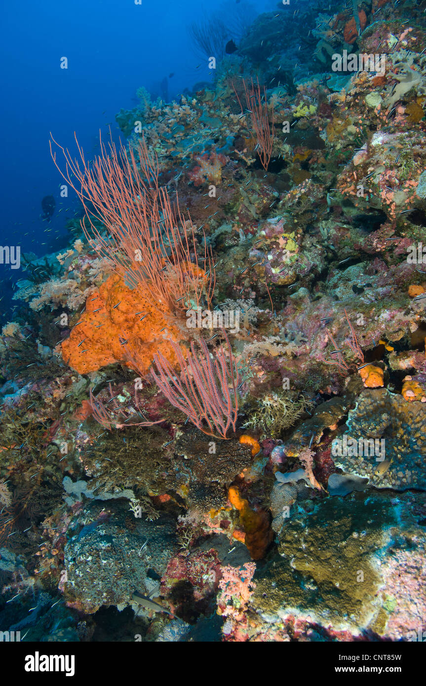 Reef scape nelle isole Salomone che mostra vari coralli. Foto Stock