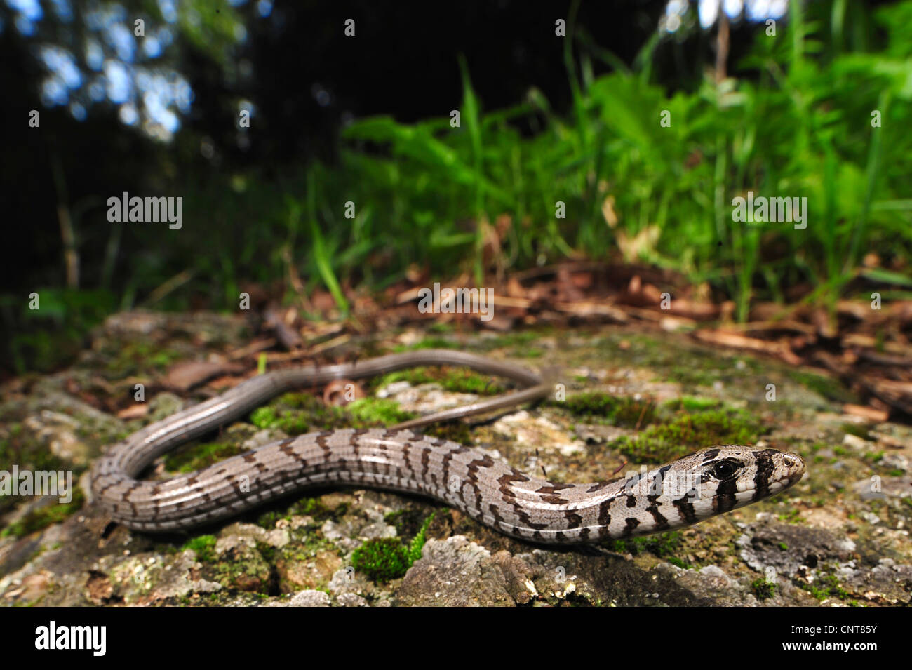 Vetro europea lucertola, vetro blindato lizard (Ophisaurus apodus, Pseudopus apodus), modelli di novellame, Grecia, Peloponnes, Mani Foto Stock