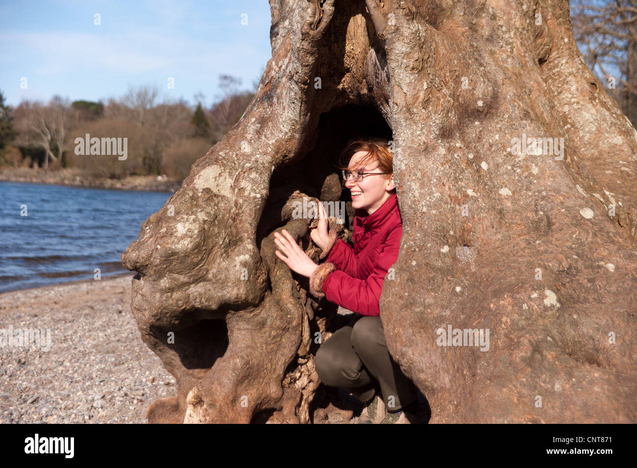 Una ragazza nasconde all'interno del tronco di un albero sulle rive di Loch Lomond sulla rotta del West Highland Way in Scozia Foto Stock