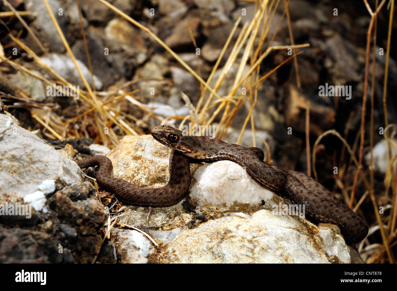 Montpellier Est Snake (insignitus Malpolon, Malpolon monspessulanus insignitus), capretti , Grecia, Peloponnes Foto Stock
