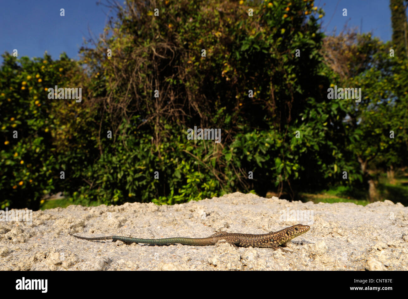 Roccia greco lizard (Hellenolacerta graeca, Lacerta graeca ), seduti su una parete, Grecia, Peloponnes, Mani Foto Stock