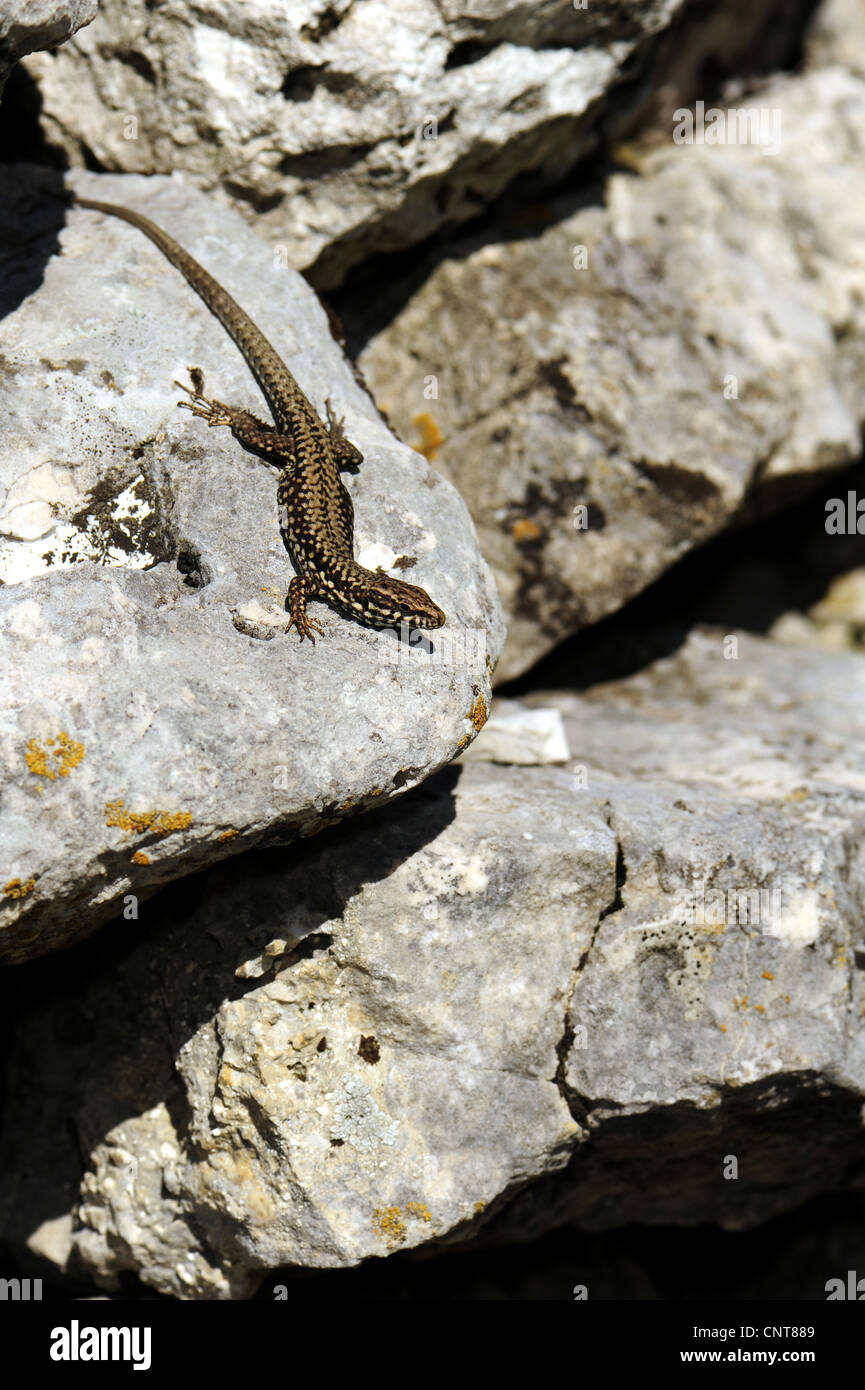 Comune di lucertola muraiola (Lacerta muralis, Podarcis muralis), seduta su una roccia, Italia, Abruzzo Foto Stock