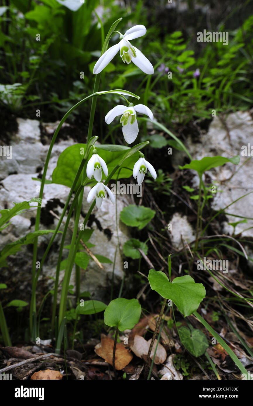 Regina Olga snowdrop (Galanthus reginae olgae-ssp. reginae olgae-), endemica snowdrop dal sud-Grecia, Grecia, Peloponnes, Messinien Foto Stock