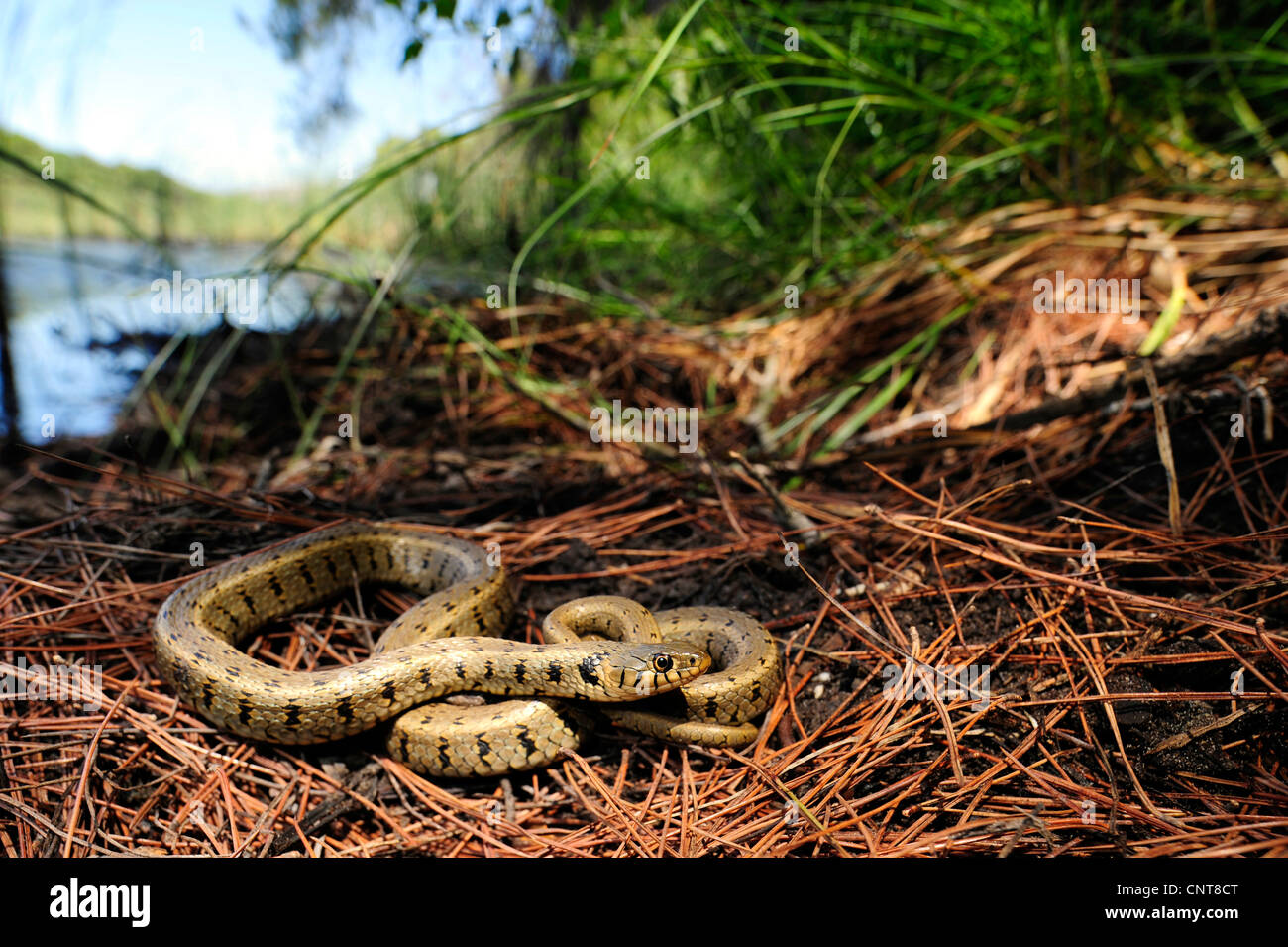 Balkan biscia dal collare (Natrix natrix persa), giacente in corrispondenza di un laghetto, Grecia, Peloponnes, Natura 2000 Strofilia Area Foto Stock