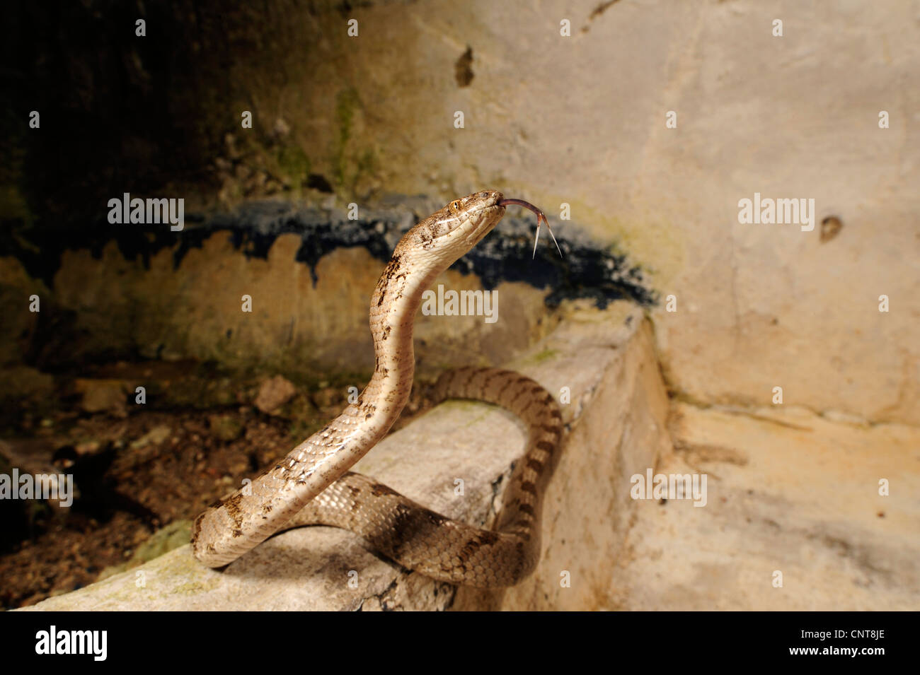 Cat snake, Europeo cat snake (Telescopus fallax), sfogliare, Grecia, Peloponnes Foto Stock