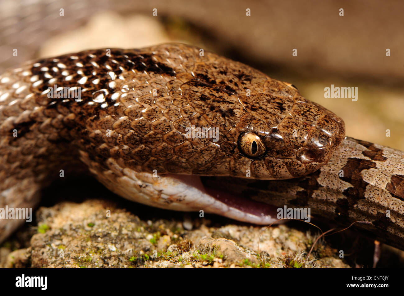 Cat snake, Europeo cat snake (Telescopus fallax), è alimentazione su un giovane lucertola di vetro, Grecia, Peloponnes Foto Stock