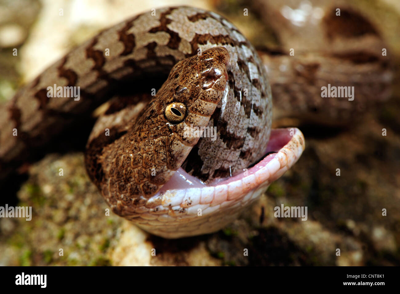 Cat snake, Europeo cat snake (Telescopus fallax), è alimentazione su un giovane lucertola di vetro, Grecia, Peloponnes Foto Stock