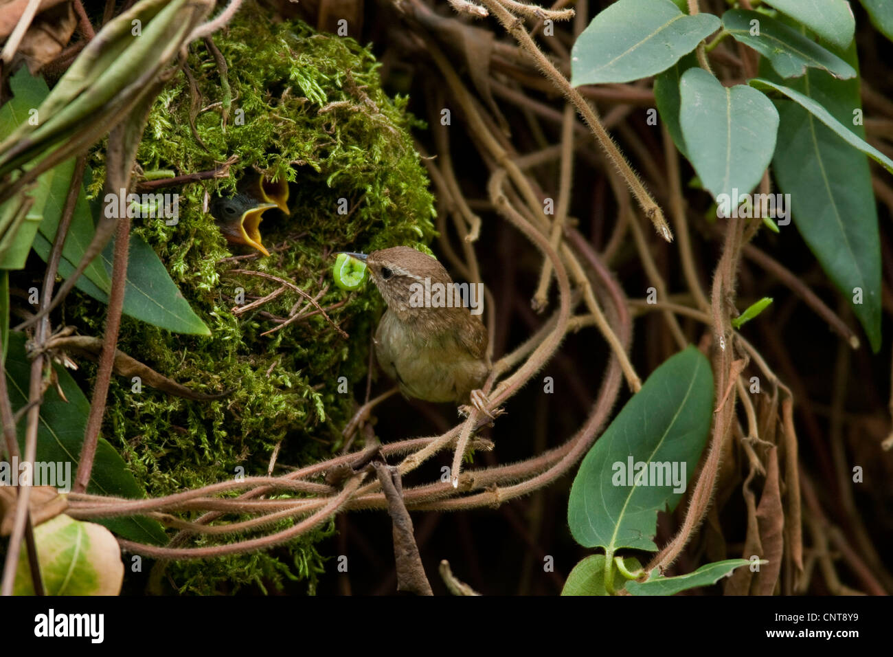 Winter wren (Troglodytes troglodytes), Adulto alimentazione di pulcini che stanno pregando guardando fuori del nido formata di muschio, in Germania, in Renania Palatinato Foto Stock