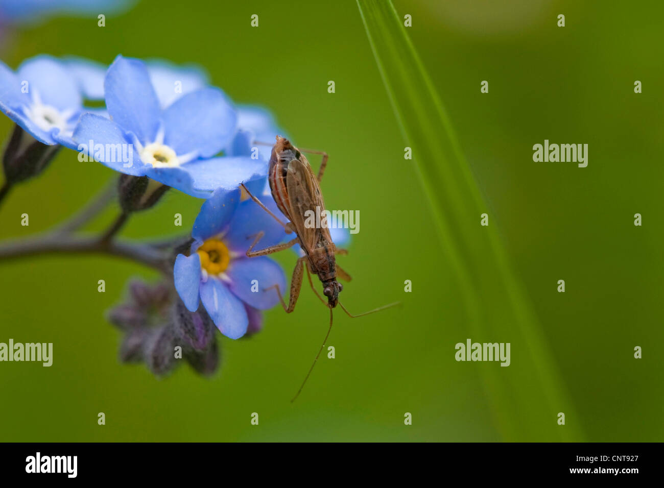 Dimenticare di legno-me-non dimenticare di bosco-me-non (Myosotis sylvatica), bug su fiori di dimenticare-me-no, in Germania, in Renania Palatinato Foto Stock