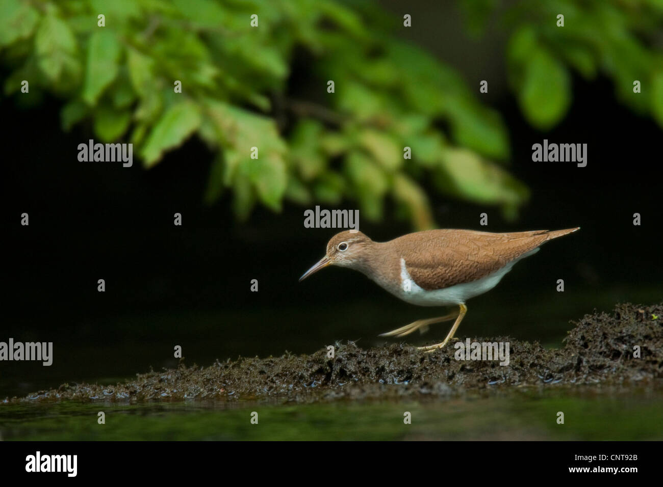 Sandpiper comune (Tringa hypoleucos, Actitis hypoleucos), alla ricerca di cibo, in Germania, in Renania Palatinato Foto Stock