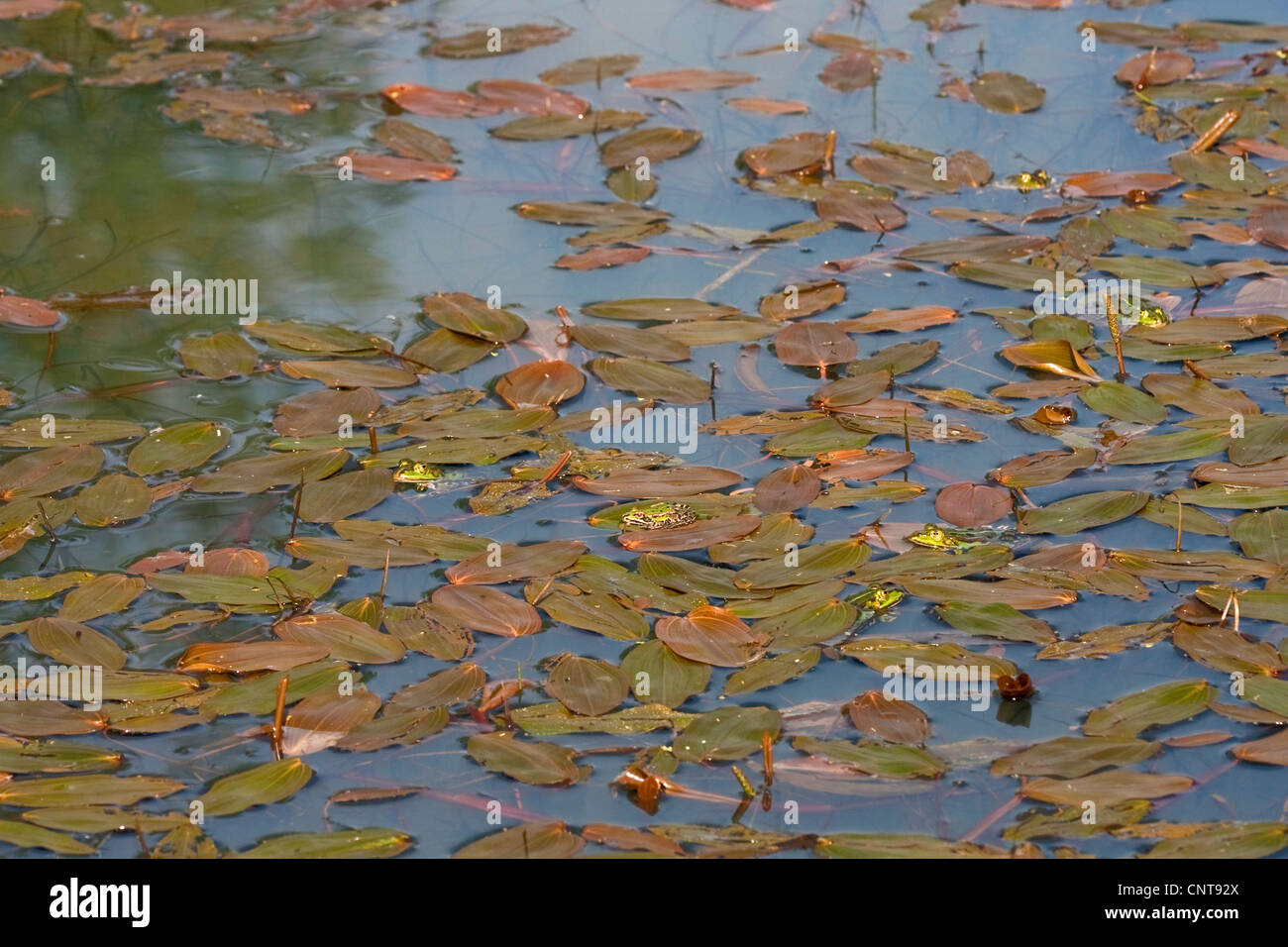 Piscina rana, poco waterfrog (Rana lessonae, Pelophylax lessonae), seduti su foglie di di latifoglie, lenticchia d'acqua Potamogeton natans, in Germania, in Renania Palatinato Foto Stock