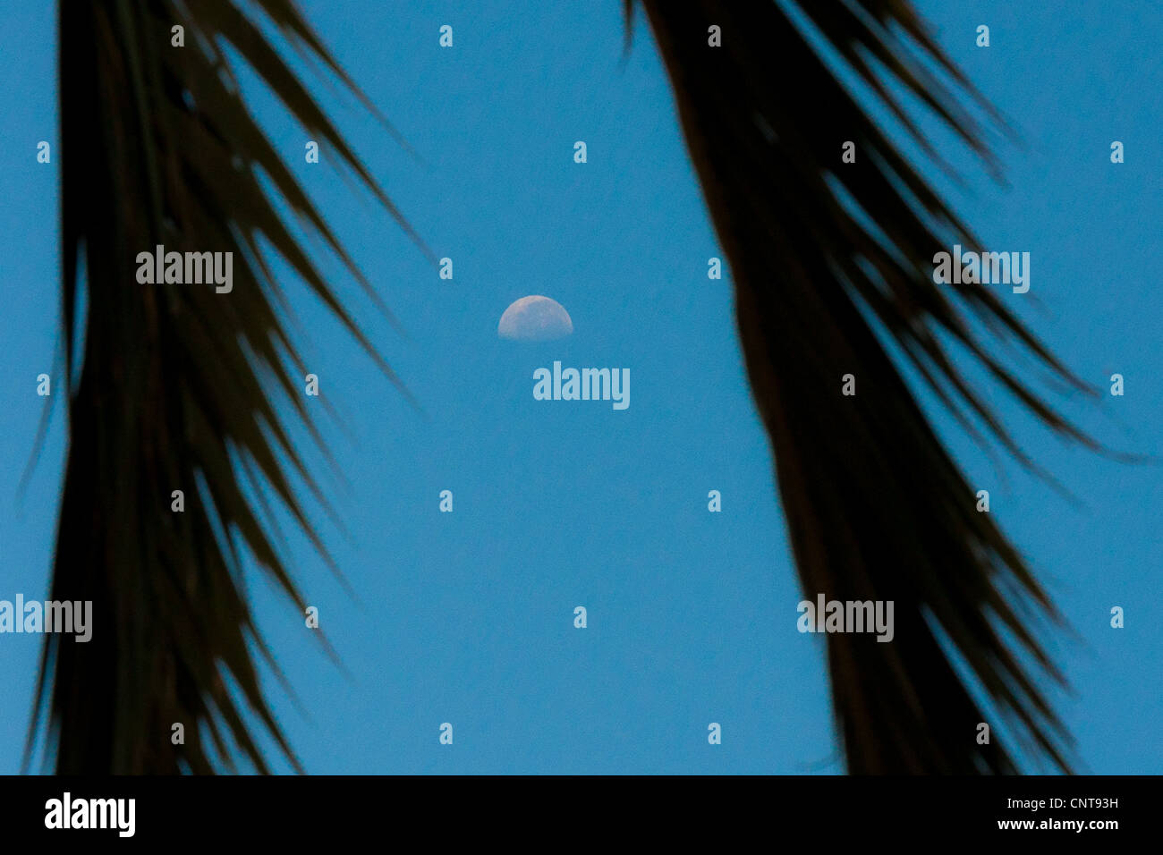 Blue Moon attraverso Palm tree Foto Stock