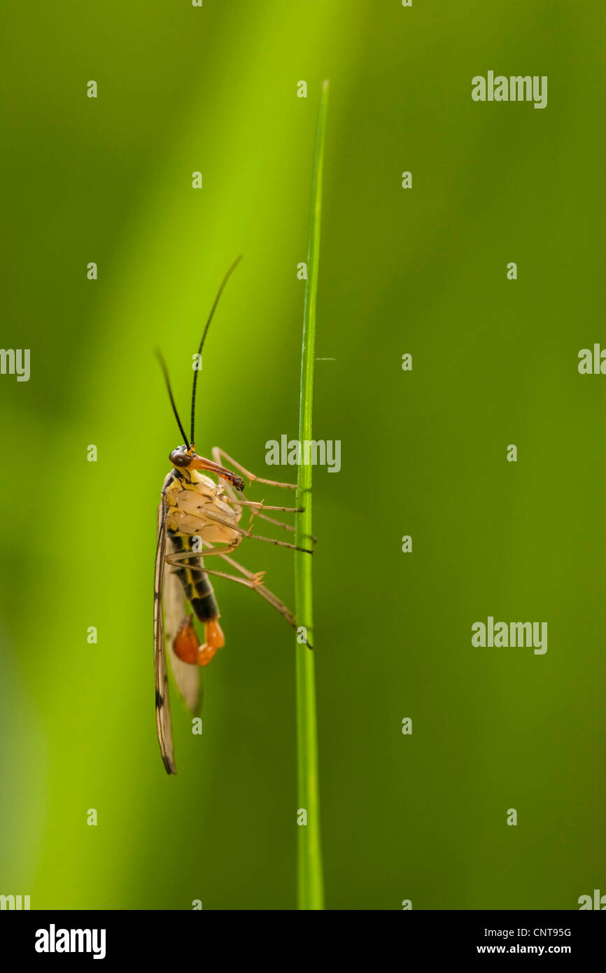 Comune (scorpionfly Panorpa communis), seduta a una lama per erba, in Germania, in Renania Palatinato Foto Stock