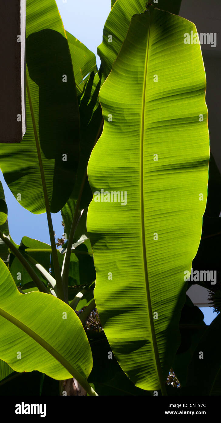 Gomma gigante impianto Hotel Bitzaro Palace, Kalamaki Foto Stock