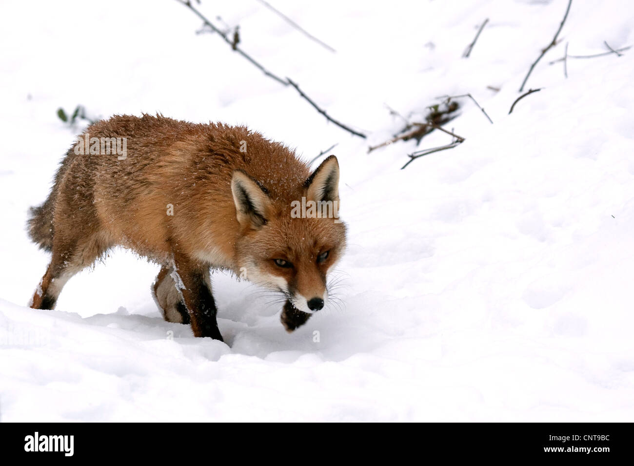 Red Fox (Vulpes vulpes vulpes), camminando attraverso la neve, Germania Foto Stock