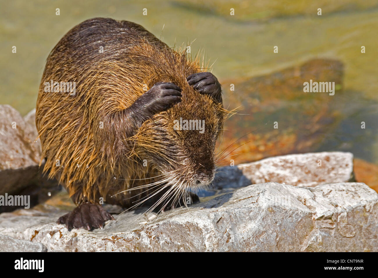 Coypu, nutria (Myocastor coypus), in piedi su una roccia con gli occhi chiusi e tenere le orecchie chiuse Foto Stock