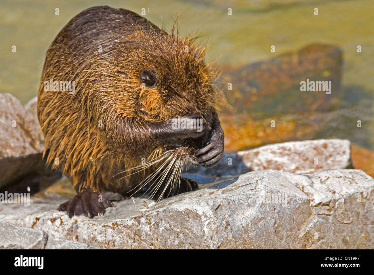 Coypu, nutria (Myocastor coypus), in piedi su una roccia apparentemente tenendo gli occhi e il naso chiuso Foto Stock