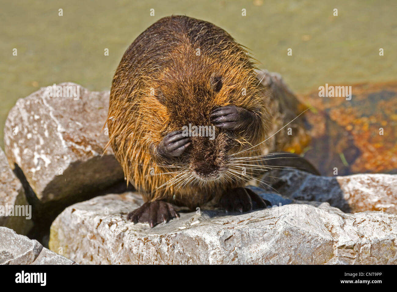 Coypu, nutria (Myocastor coypus), in piedi su una roccia tenendo gli occhi chiusi Foto Stock