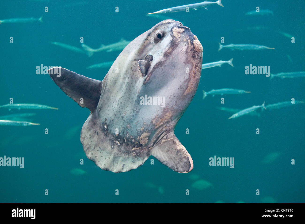 Ocean sunfish (Mola mola), il più pesante noto pesce osseo nel mondo Foto Stock