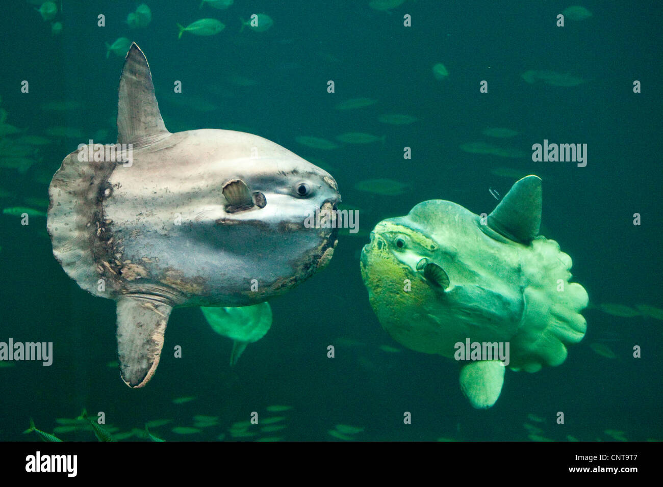 Ocean sunfish (Mola mola), il più pesante noto pesce osseo nel mondo Foto Stock