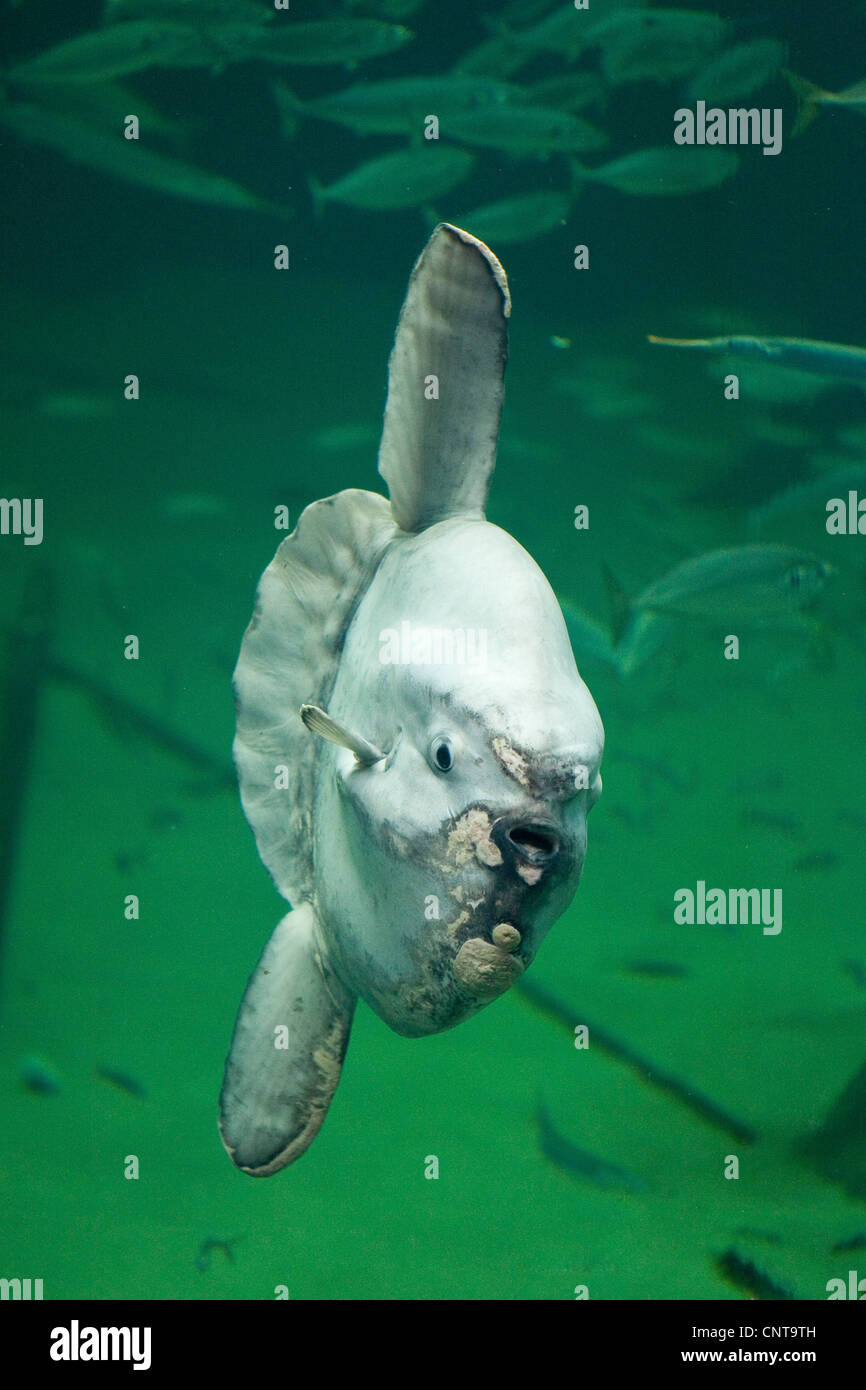 Ocean sunfish (Mola mola), il più pesante noto pesce osseo nel mondo Foto Stock