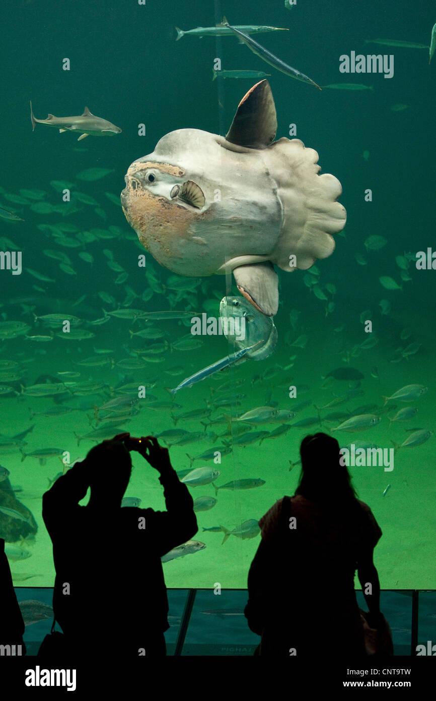 Ocean sunfish (Mola mola), i visitatori di scattare le foto più pesante noto pesce osseo nel mondo Foto Stock