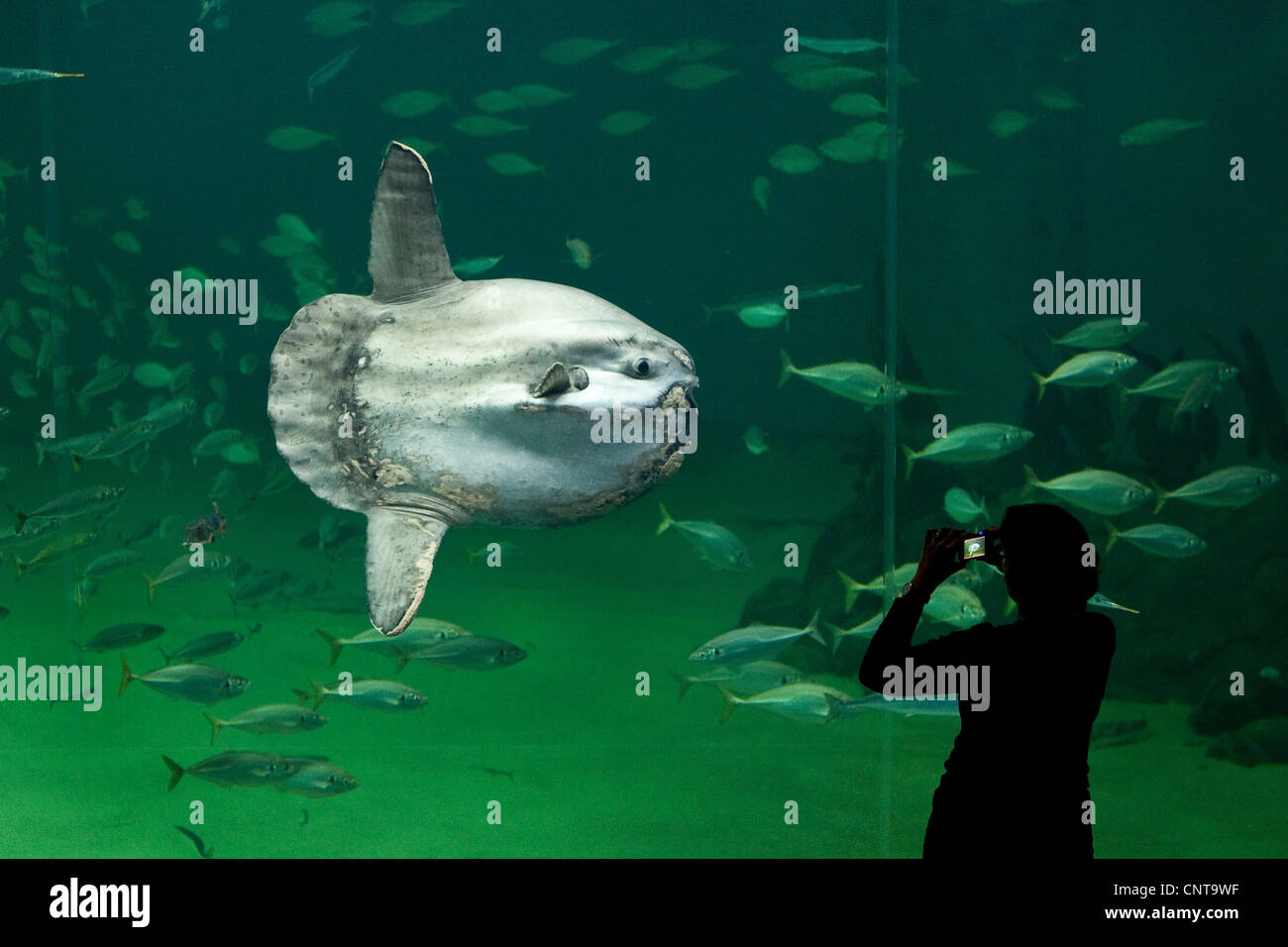 Ocean sunfish (Mola mola), visitatore di scattare le foto più pesante noto pesce osseo nel mondo Foto Stock