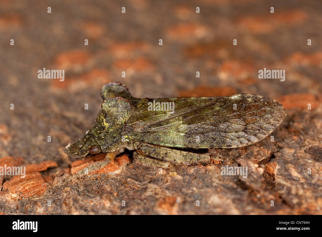 Orecchio cicala (Ledra aurita), vista laterale, Germania Foto Stock