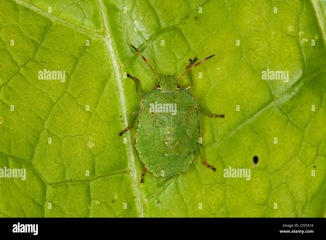 Schermo verde bug (Palomena viridissima), bambino seduto su una foglia, Germania Foto Stock