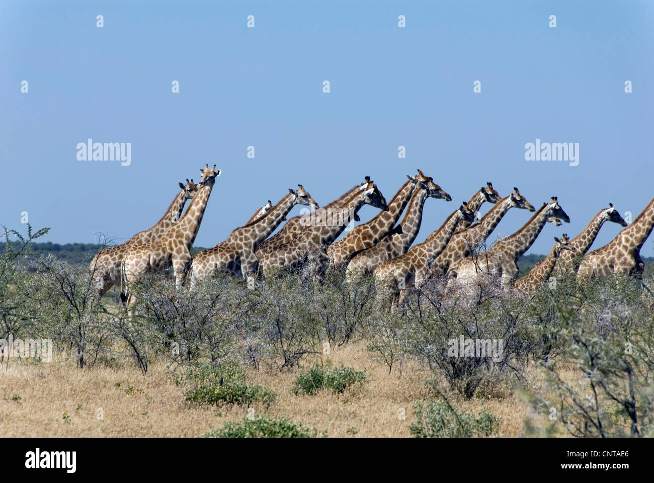 Giraffe (Giraffa camelopardalis), allevamento nella savana, Namibia, Etosha NP Foto Stock