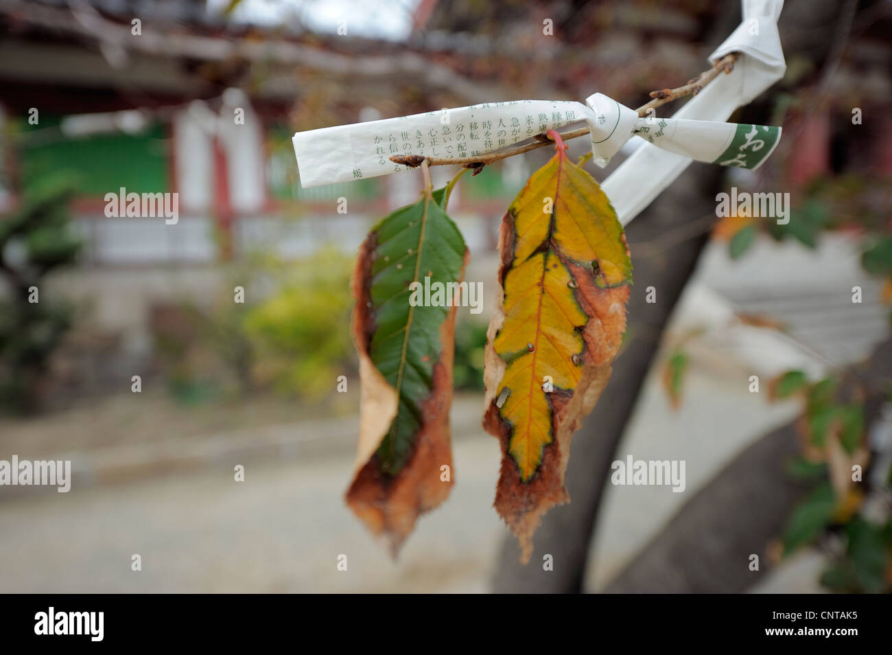 Omikuji striscia di carta annodato su un ramo con sbiadito Foglie di autunno, Giappone Foto Stock