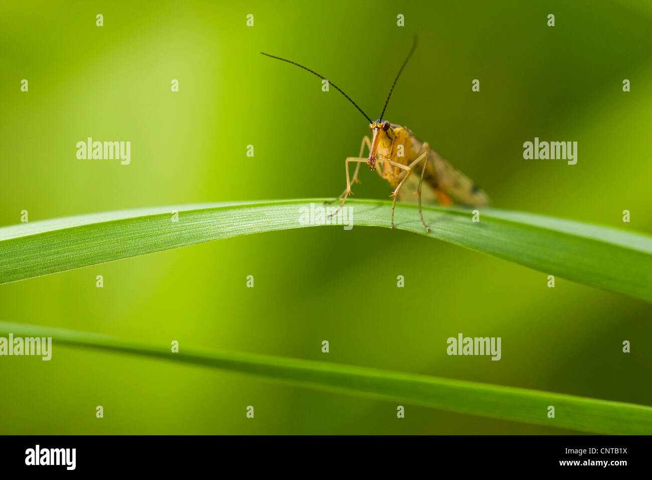 Comune (scorpionfly Panorpa communis), seduto su di una lama per erba, in Germania, in Renania Palatinato Foto Stock