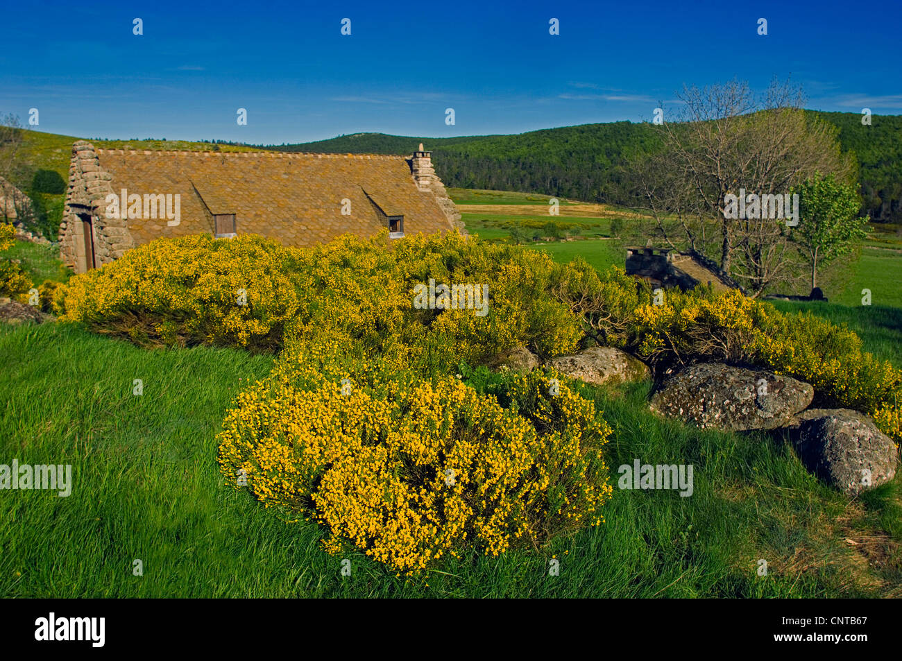 Agriturismo e la fioritura di ginestra nel parco nazionale delle Cévennes, Francia, Lozère, il Parco nazionale di Cevennes Foto Stock