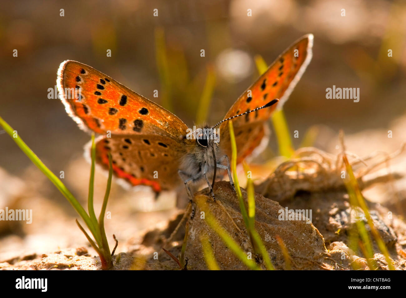 Lycaena helle (Lycaena helle), seduta sul terreno aspirare, in Germania, in Renania Palatinato Foto Stock