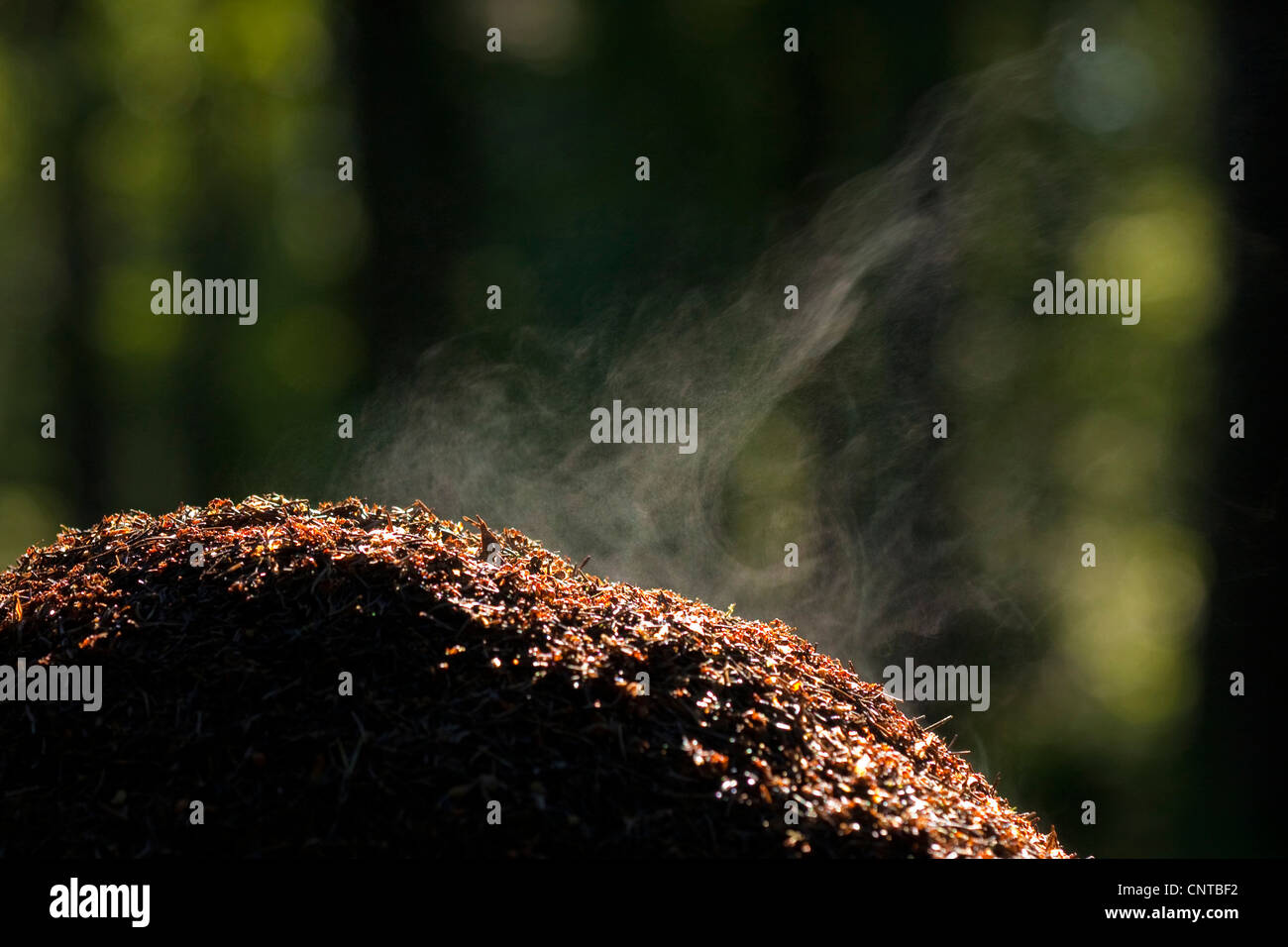 Legno formica (Formica rufa), staming ant hill, in Germania, in Renania Palatinato Foto Stock