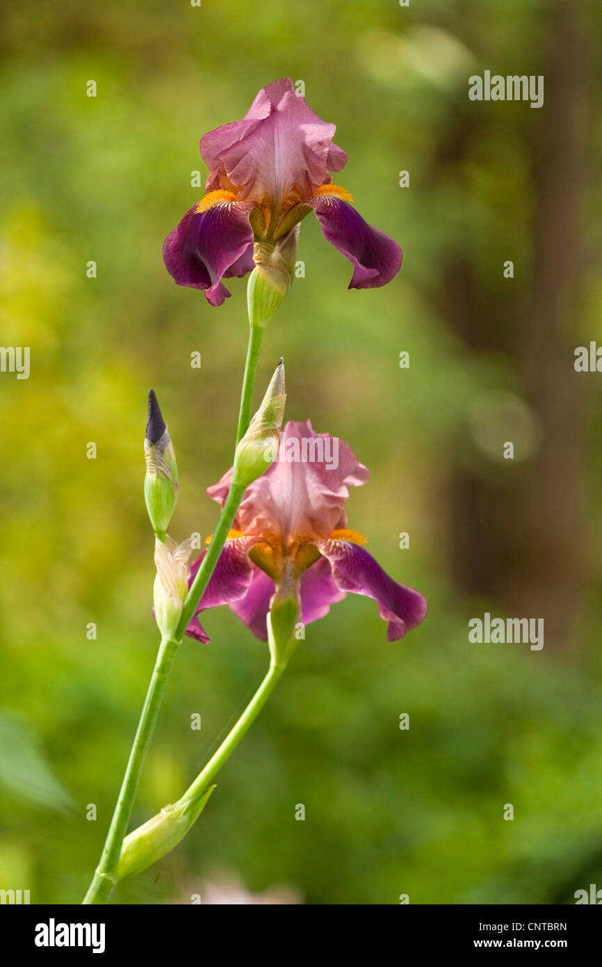 Barbuto (Iris Iris barbata), fioritura Foto Stock