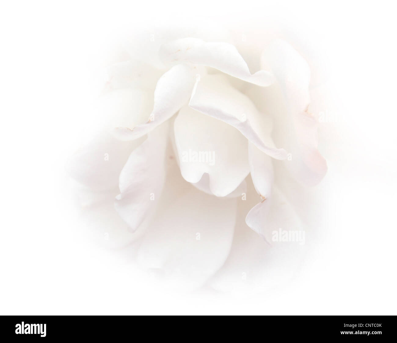 Rosa (Rosa spec.), rosa bianca isolata su bianco Foto Stock