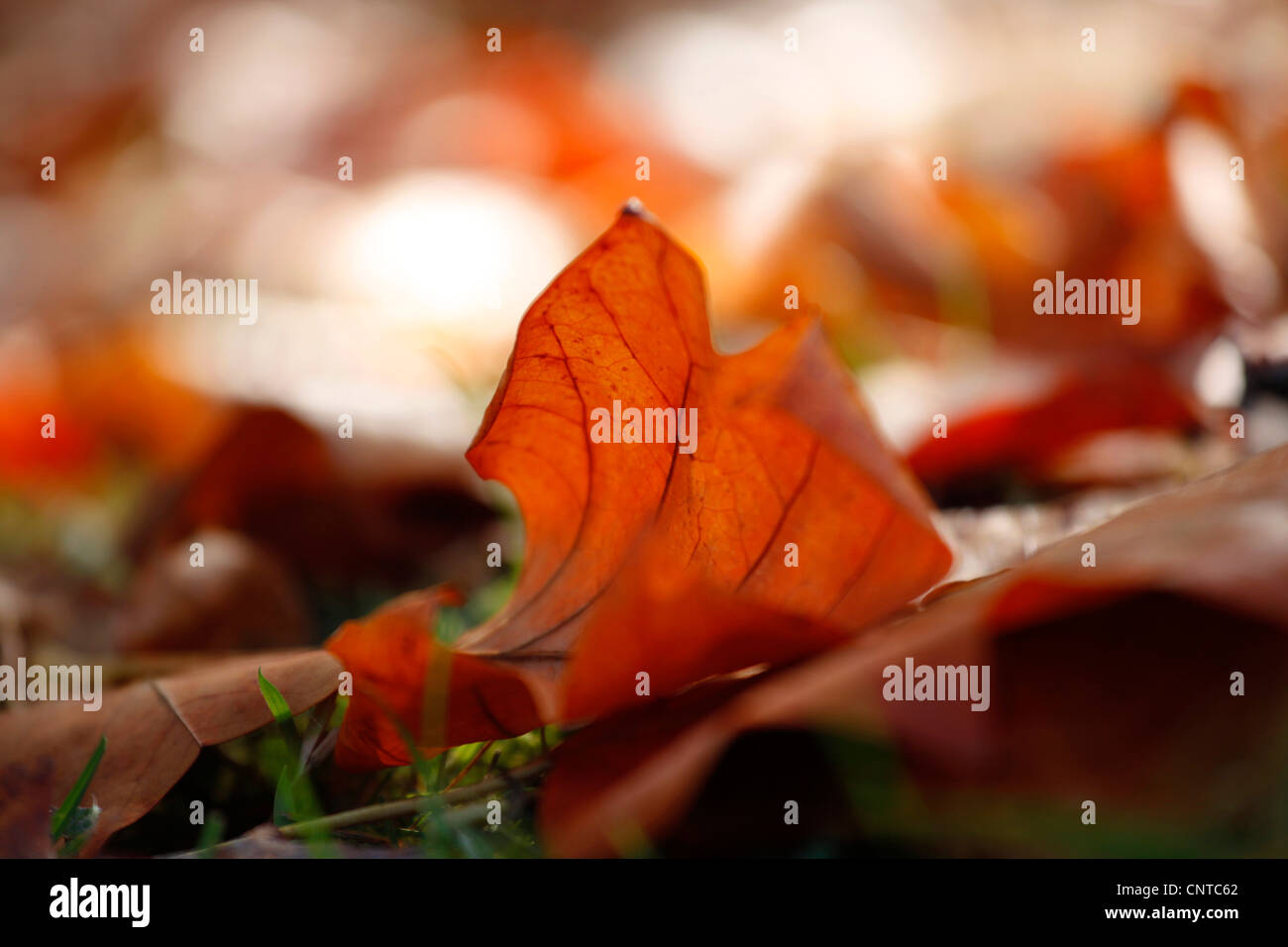 Concentrarsi su un singolo lasciare tra il fogliame di autunno copertura del terreno, Germania Foto Stock