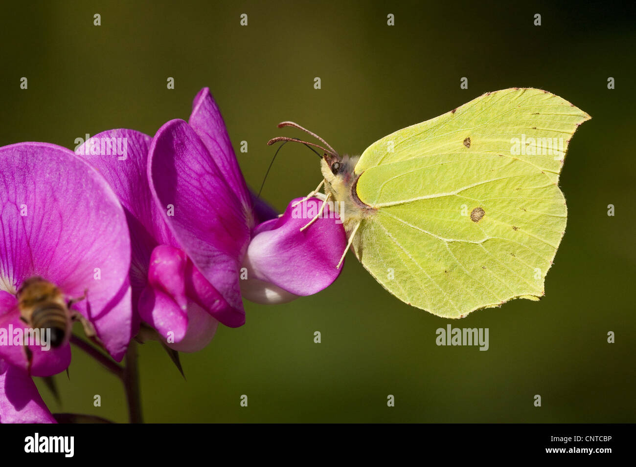 Brimstone (Gonepteryx rhamni), con il miele delle api a Everlasting pea Lathyrus latifolius, in Germania, in Renania Palatinato Foto Stock