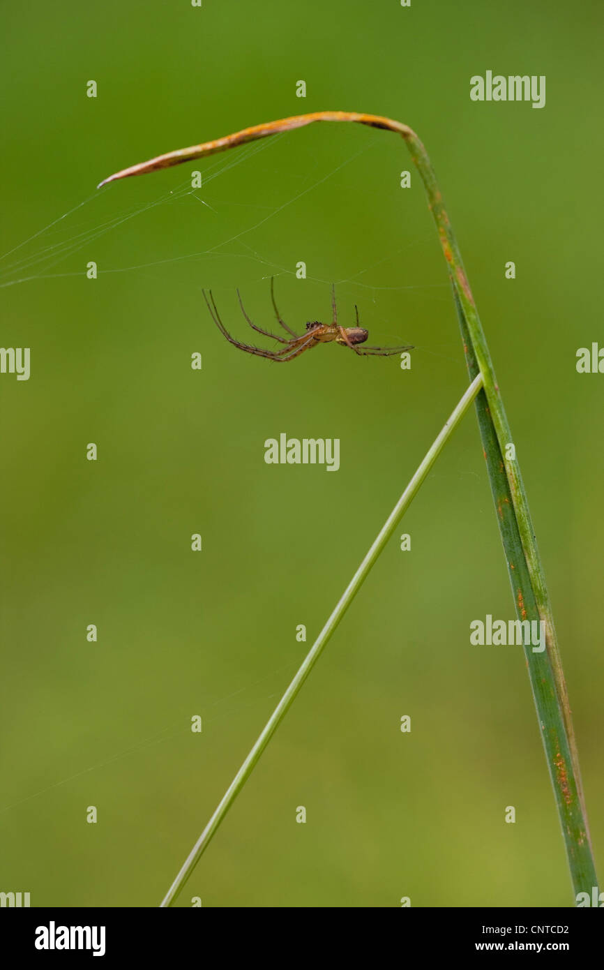 Linyphia triangularis (Linyphia triangularis), appeso a testa in giù al suo web a una lama di erba, in Germania, in Renania Palatinato Foto Stock