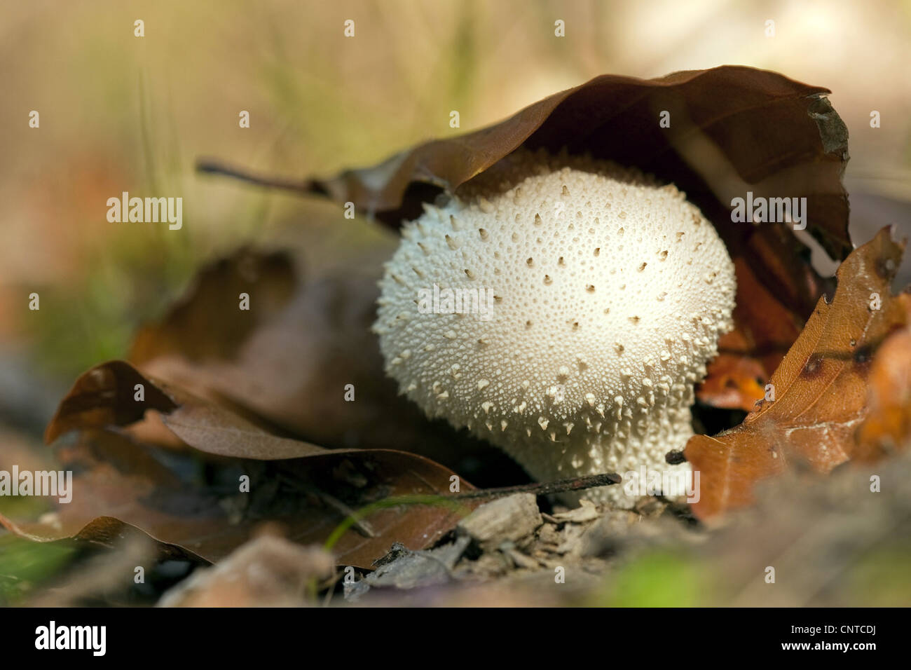 Comune, puffball Warted puffball, i gem-puffball chiodati, Devil's Snuff-box (Lycoperdon perlatum, Lycoperdon gemmatum), sotto una foglia, in Germania, in Renania Palatinato Foto Stock