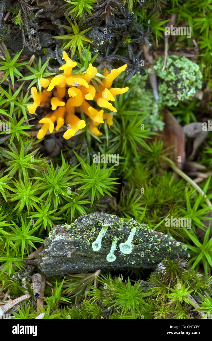 Giallo staghorn (Calocera viscosa, Tylophilus fellus), tra il muschio, Polytrichum formosum e licheni, Cladonia spec., in Germania, in Renania Palatinato Foto Stock