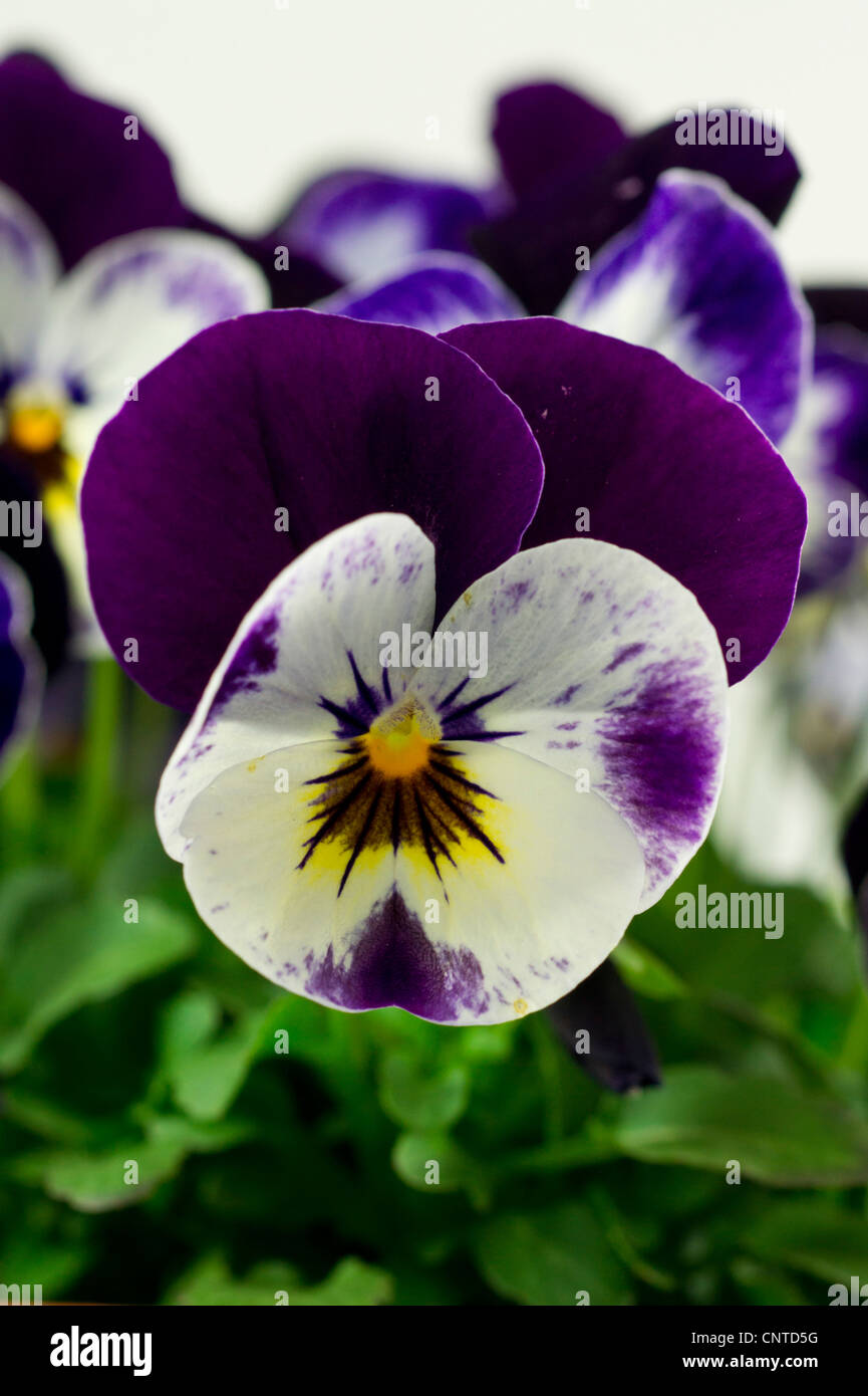 Fragranti piccoli fiori viola Foto Stock