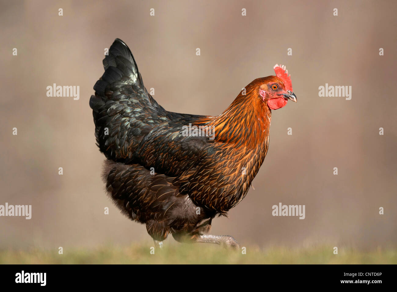 Galli e galline (Gallus gallus f. domestica), Black Rock ceppo free roaming gamma sulla fattoria scozzese, Regno Unito, Scozia Foto Stock