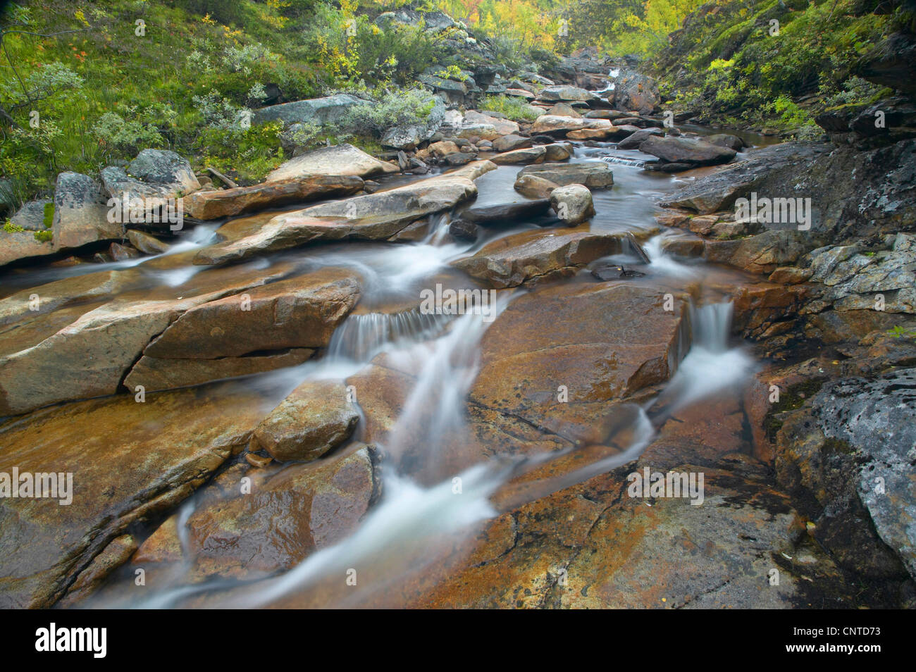 Ruscello di montagna in esecuzione attraverso il bosco autunnale, Norvegia, Kvikne, Sor-Trondelag, Orkdalen Foto Stock
