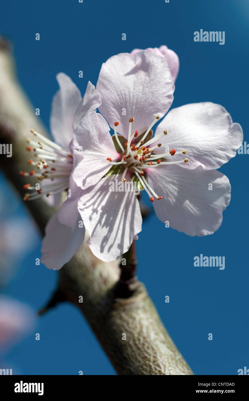 Almond blossom (Prunus dulcis) Foto Stock