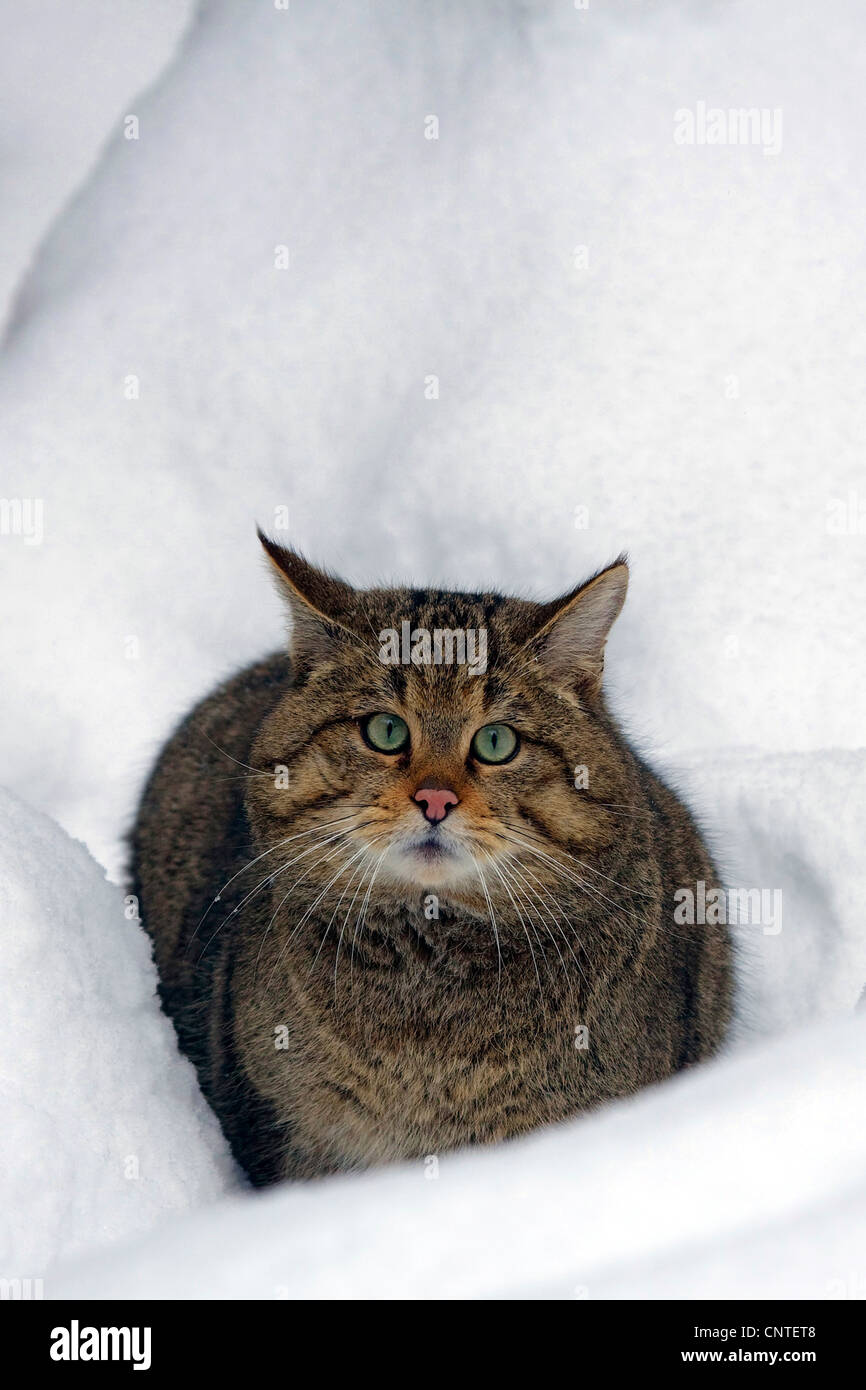 Il gatto selvatico (Felis silvestris), nella neve, Germania Foto stock -  Alamy